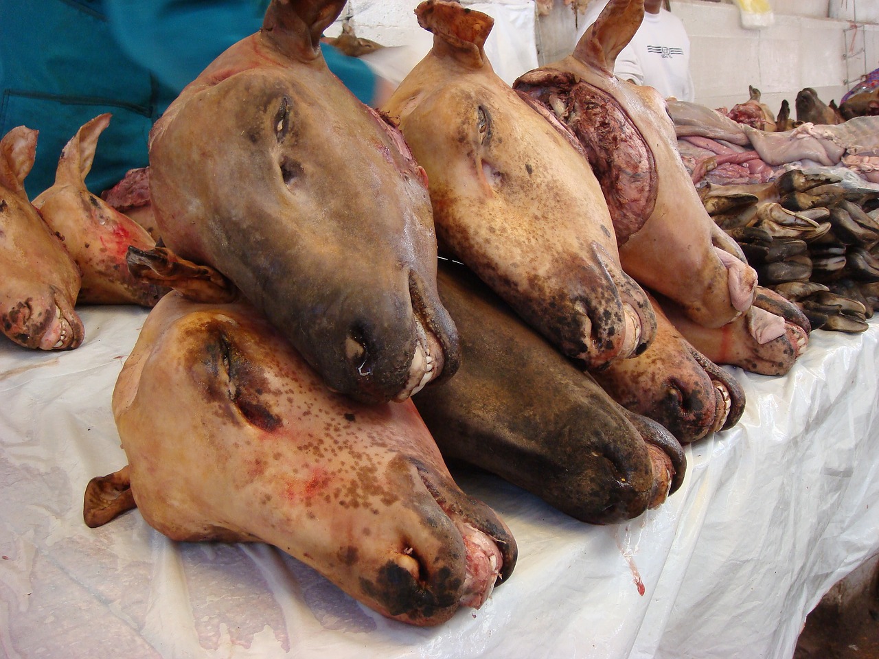 Millions of farm animals slaughtered in . during coronavirus | FairPlanet Millions of farm animals slaughtered in . during coronavirus | FairPlanet
