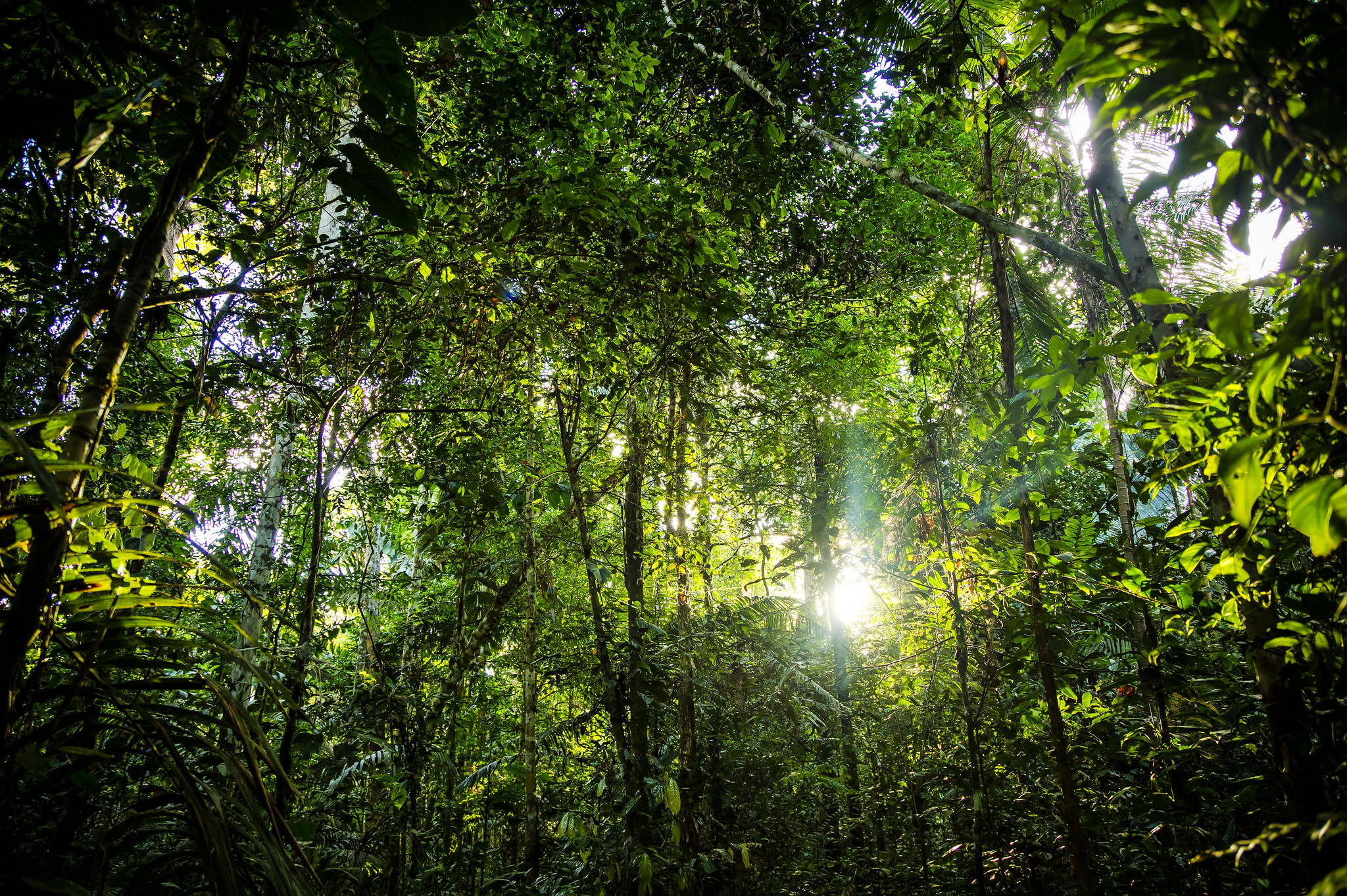 mozambique-replants mozambique-replants