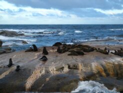 africa seals africa seals