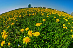 33775548726_9023270045_k