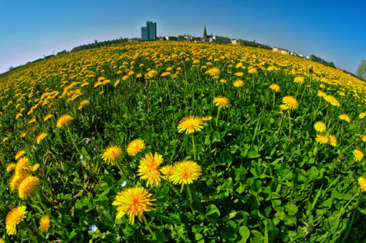 33775548726_9023270045_k