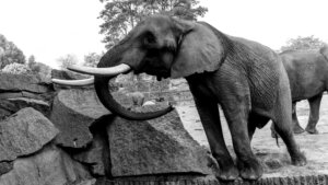 african_wildlife_products african_wildlife_products