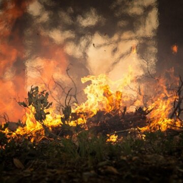 wildfire wildfire