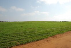 agriculture agriculture