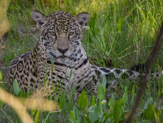Aracy the jaguar. Aracy\'s mother and aunt, Isa and Fera, were re-introduced to the wild five years ago.