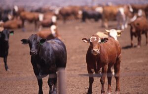 3239156863_df041522ea_o