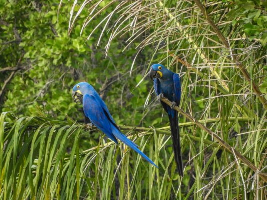 Hyacinth macaws. This endangered species, whose nets were affected by the fires, survived with the help of projects like the Hyacinth Macaw Institute.