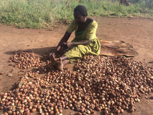 Lillian Otim, a member of Okere City, shelling Shea nuts