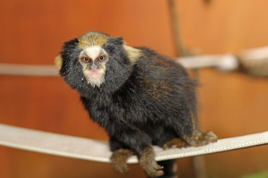 Aurita male \'Arthur\' in captive breeding center.