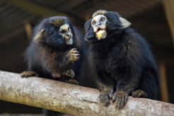 Daniel-Sotto-Maior-(1)