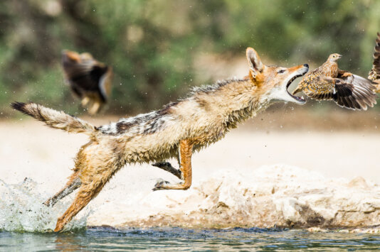 A black-backed jackal lunges at a sandgrouse that has come to a watering hole to drink along the Nossob Riverbed, Kgalagadi Transfrontier Park, Northern Cape, South Africa.