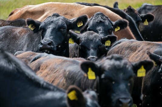 Cow byproducts are, by far, the largest food contributors to climate change.