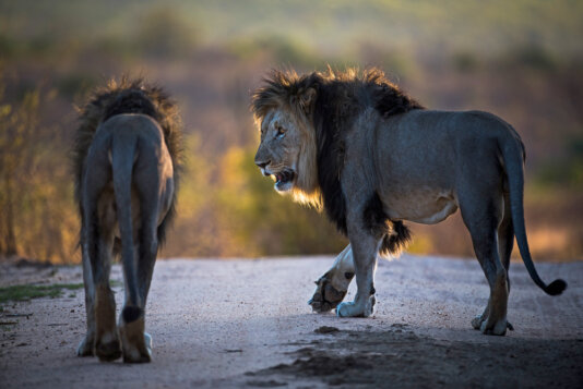 Lion populations in Africa have declined by 43 percent over the past two decades.