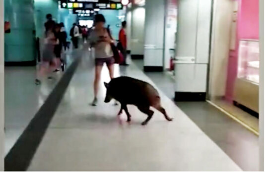 Wild boar spotted inside Kennedy Town MTR, Hong Kong in June 2019.
