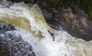 37887594771_09641f030a_k