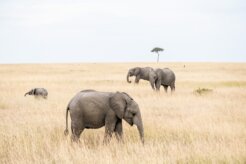 elcarito-2buV9JU4jaI-unsplash elcarito-2buV9JU4jaI-unsplash
