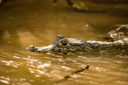 A+caiman+in+the+river