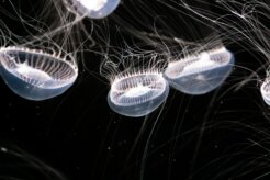 manny-peralta-X7tyYqlMztY-unsplash manny-peralta-X7tyYqlMztY-unsplash