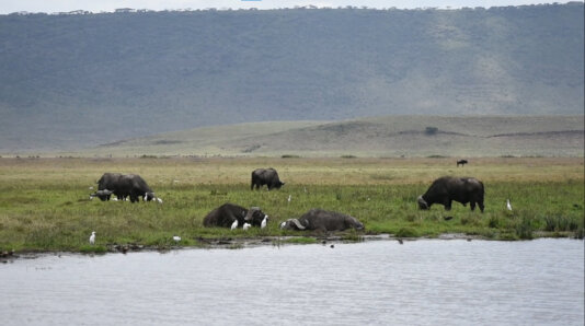 Researchers claim that rich wildlife has always co-existed peacefully with the Maasai communities in Ngorongoro. Researchers claim that rich wildlife has always co-existed peacefully with the Maasai communities in Ngorongoro.