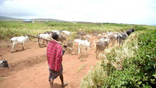 A Maasai herding its cattle in the Ngorongoro Conservation Area.