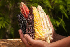 Leandro J. Gutiérrez