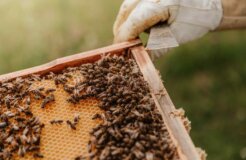 Bees1 Bees1