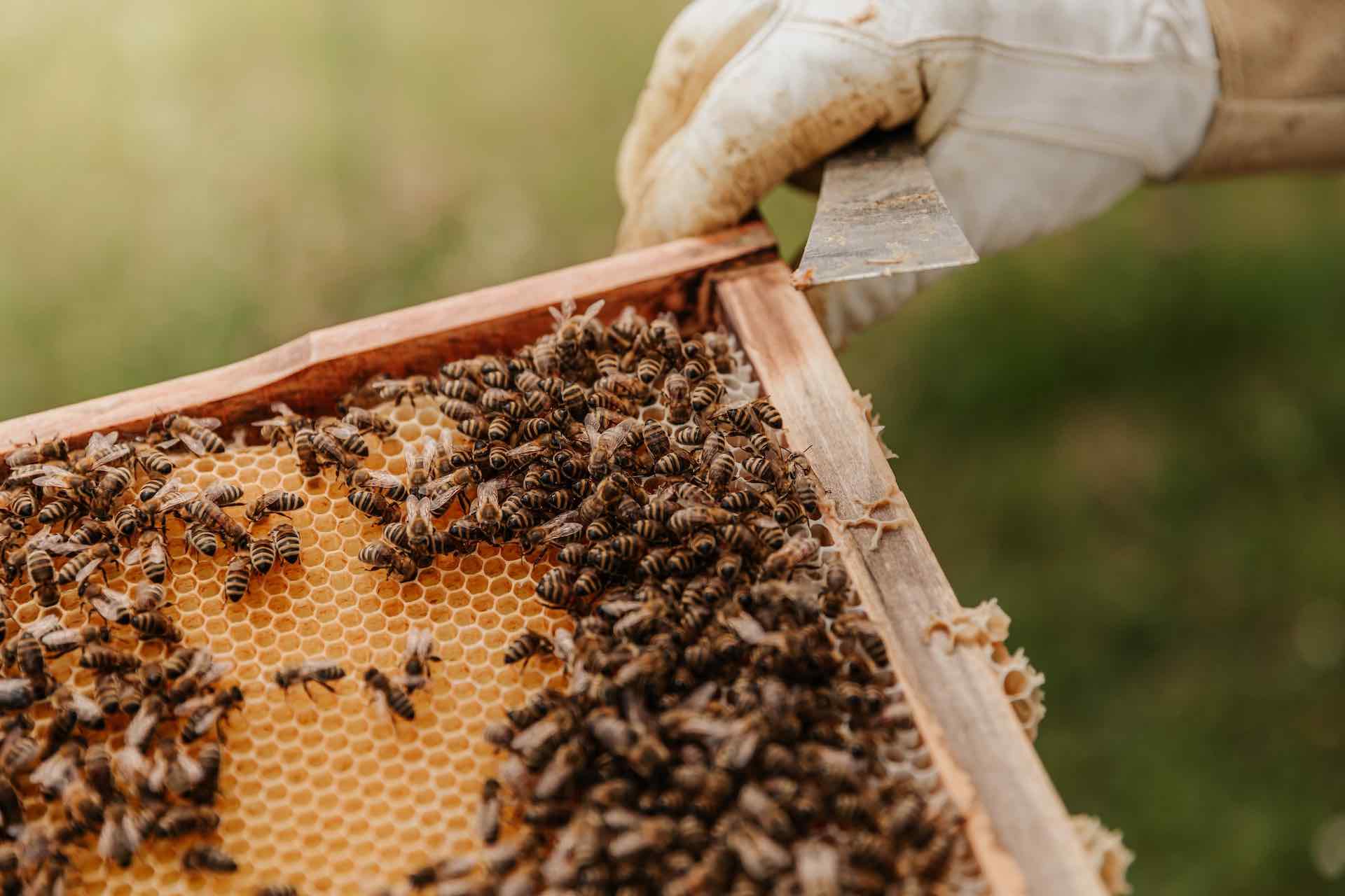 Beekeepers try to keep bees – and livelihoods – from going extinct