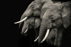 bisakha-datta--6SmukZ_w6s-unsplash bisakha-datta--6SmukZ_w6s-unsplash