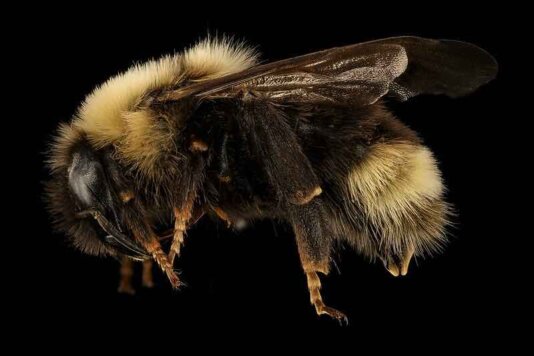 The rusty patched bumblebee (Bombus affinis) is also listed as an endangered species, and faces the risk of extinction, most likely due to exposure to pesticides and habitat loss from to urbanisation.
