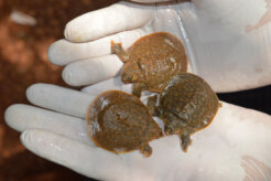 Baby-turtle-hatchlings