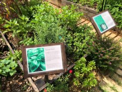 Urban_Farmer_Christopher_Leow_Nutopia_sweet_basil