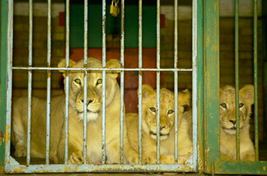 Lions are often kept in captivity in cages rather than in their natural habitat of the wild.