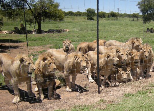 Lions caged in captivity for lion tourism.