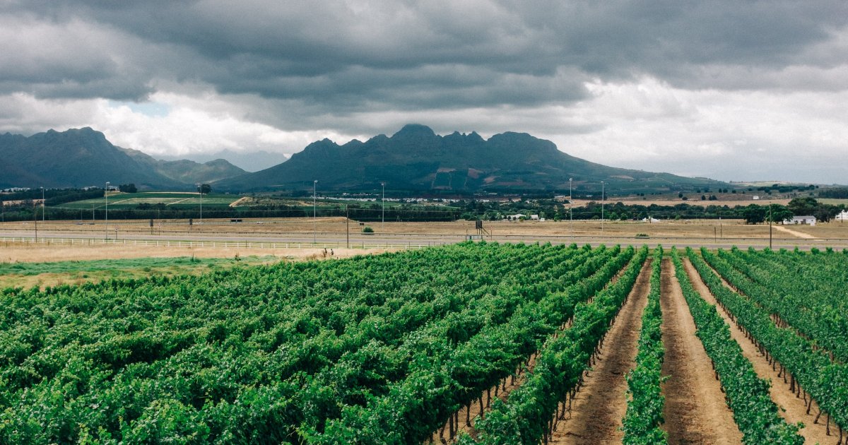 New irrigation tech a gamechanger for Africa's smallholder farmers