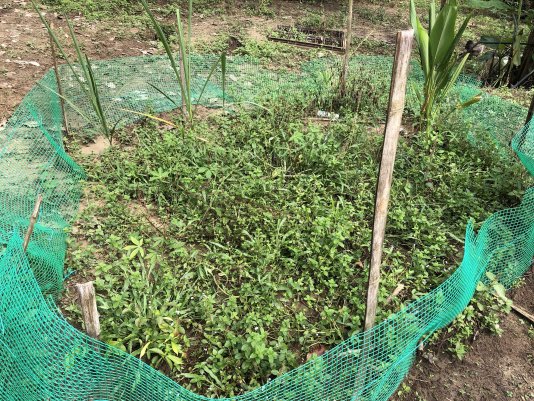 Plants cultivated in Apuk\'s village. Plants cultivated in Apuk\'s village.