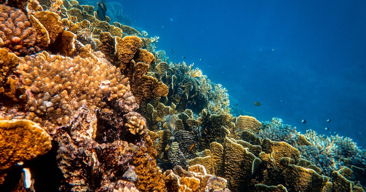 Una victoria para los océanos: Chile rechaza un gran proyecto minero