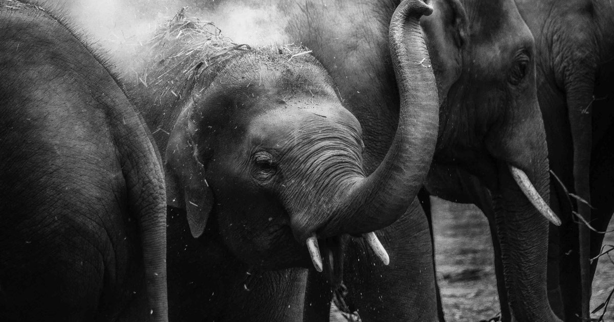 ¿Qué sigue para el país de los elefantes de África después del fracaso de CITES?