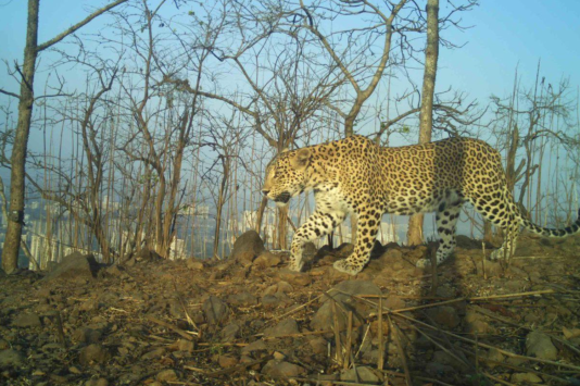 A leopard spotted around Sanjay Gandhi National Park in Mumbai, Maharashtra.