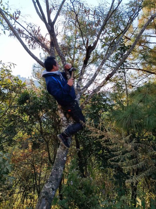 Volunteers in Tedim, Chin State are hanging birdhouses from trees between Tedim and the village of Lamzang.