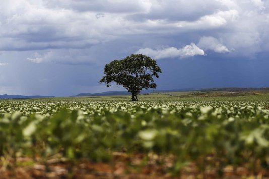 Many indigenous lands in Brazil suffer from the pressure of agribusiness, particularly soybean large monocultures