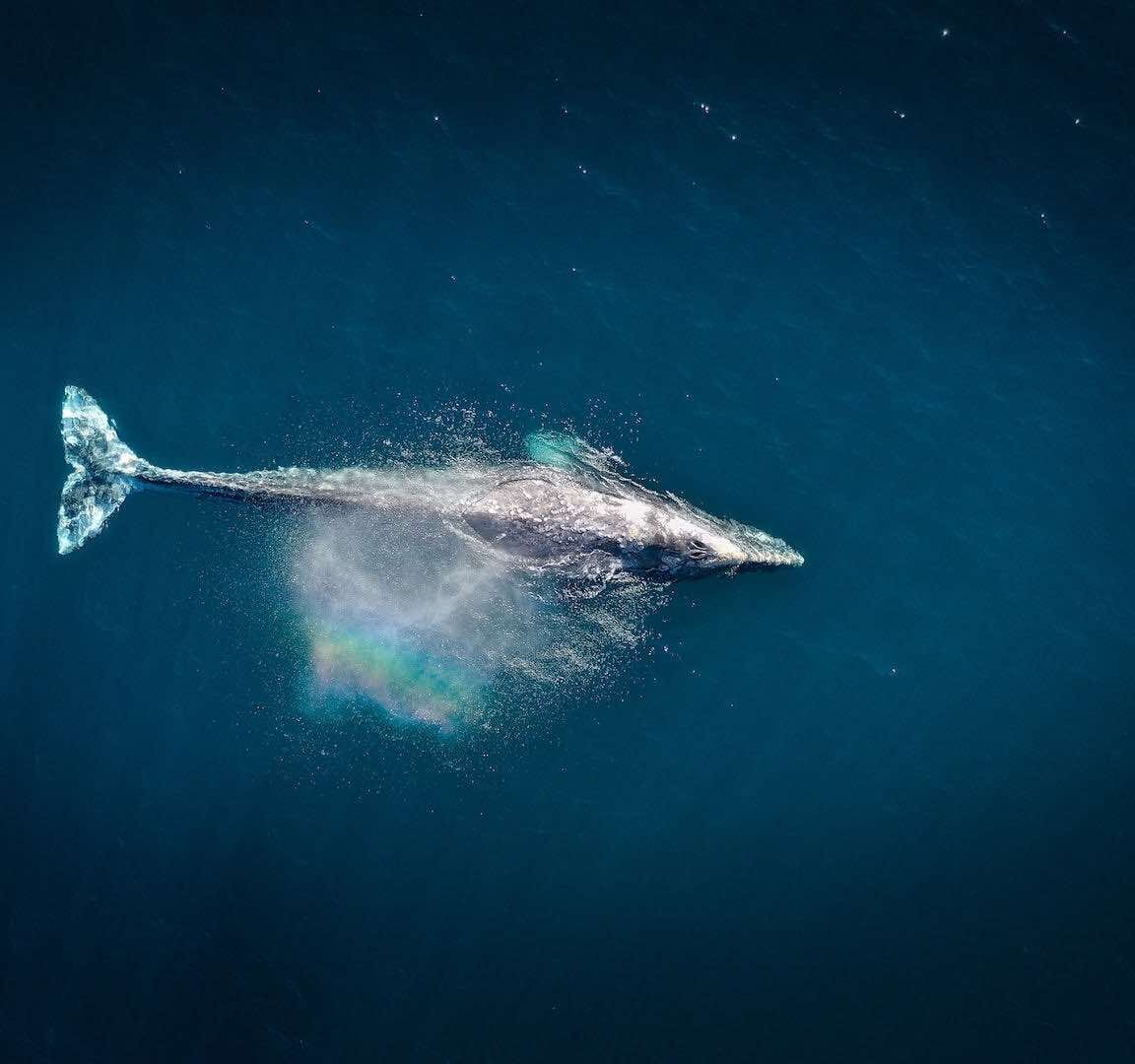 Blue Whale1