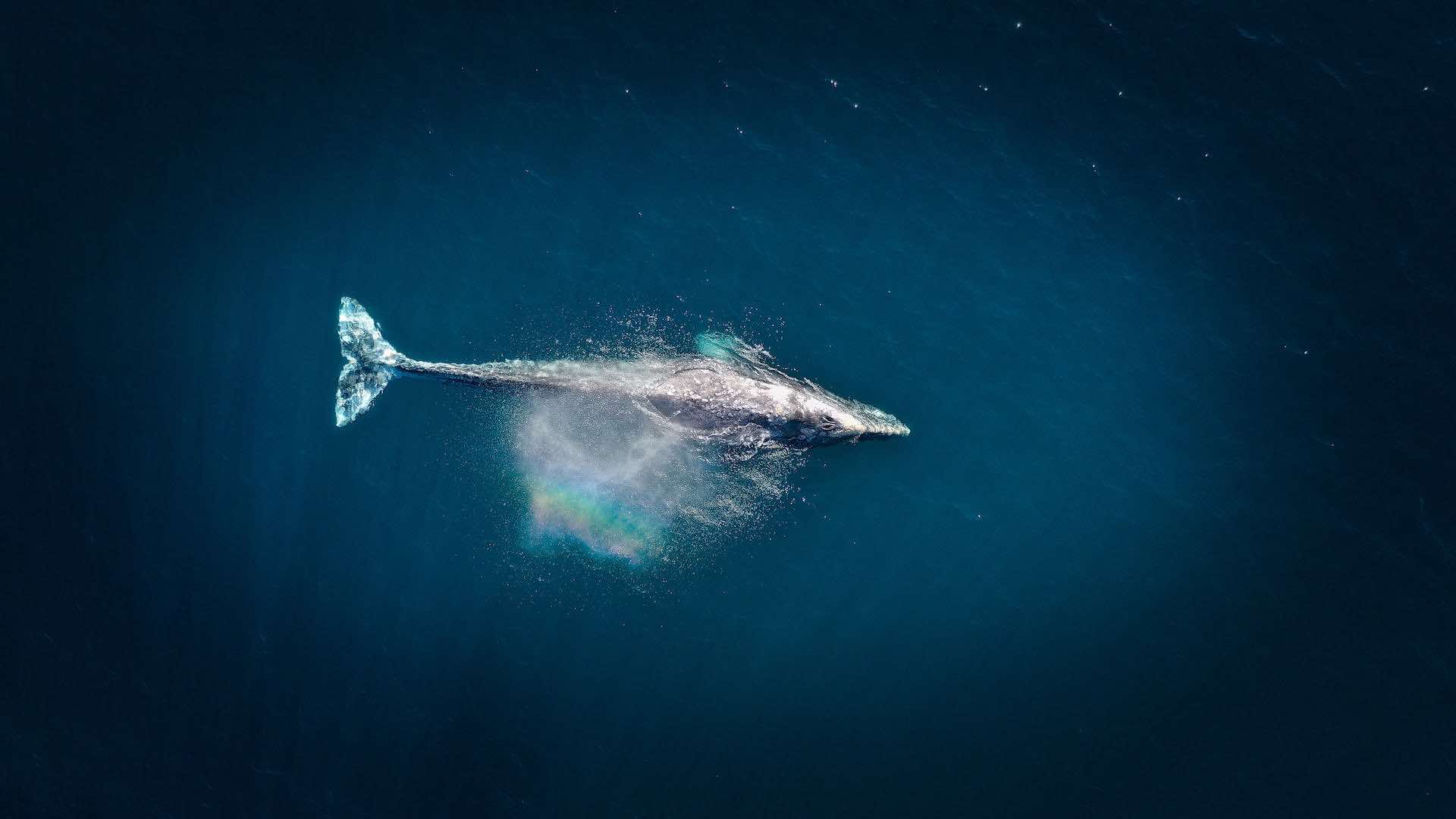 blue whales