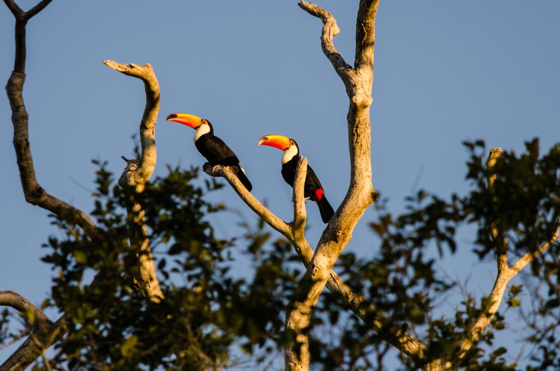 two-toucans