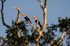 two-toucans
