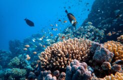 francesco-ungaro-MJ1Q7hHeGlA-unsplash