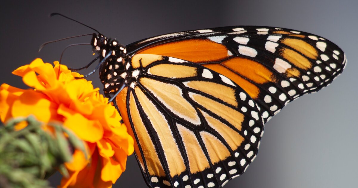 Why the Monarch Butterfly is endangered and how to save it