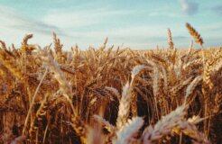 sindy-sussengut-zofCsevHF8g-unsplash sindy-sussengut-zofCsevHF8g-unsplash