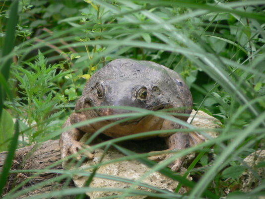 The creation of this sanctuary signals renewed hope for species that call this mountain home.