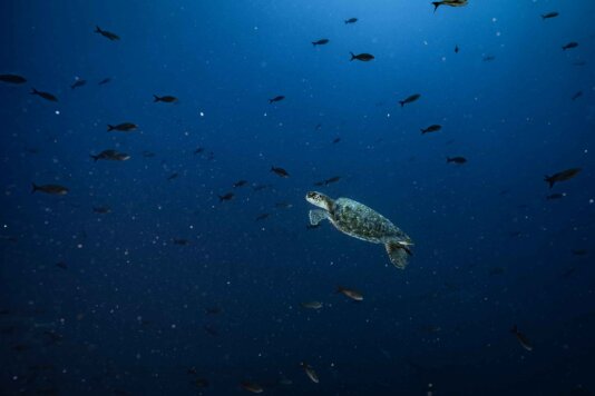 \'Listen to local and national fisherpeople and bring information about fishing [seasons and the] productivity of fishing areas from their point of view.\'