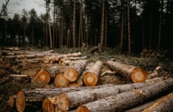 annie-spratt-VL-qqRaMFok-unsplash